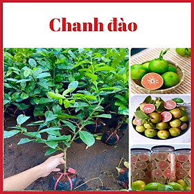 Mua Cây Chanh Đào ( cây chiết ghép siêu sớm)