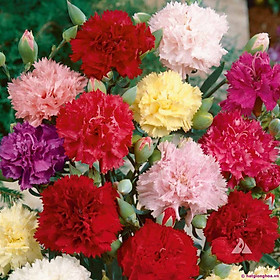 Mua Hạt giống hoa Cẩm Chướng Lovely cánh kép nhiều màu VTP97