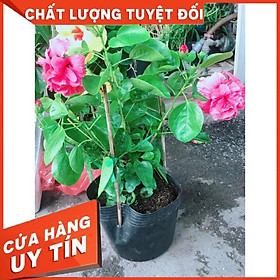 Hoa Dâm Bụt Hồng