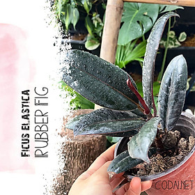 Mua Cây Ficus elastica Rubber Fig (Cây Đa Búp Đỏ) chậu nhựa 10cm 1T