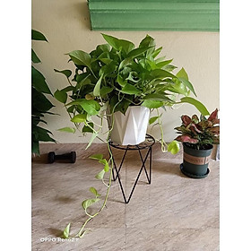 Mua Chân sắt kê chậu cây kiểng size cao 220X270