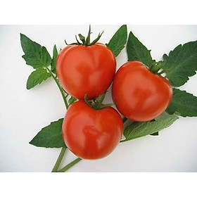 Gói 0.1g hạt giống cà chua chịu nhiệt F1