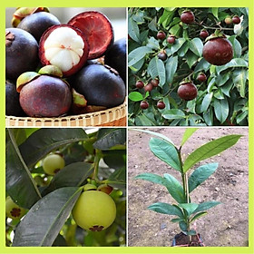 Mua Cây giống măng cụt cho quả ăn vị ngọt thanh và hương thơm đặc biệt.