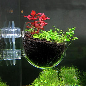 Clear Wall Hanging Aquatic Plant Glass Cup Pot for Aquarium Fish Tank Holder