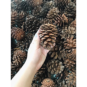 Mua Combo 3 Trái Thông Trang Trí Noel  Giáng Sinh Màu Tự Nhiên