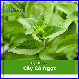 Hạt Giống Cây Cỏ Ngọt Gói 5 Hạt