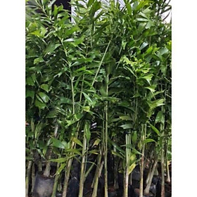Mua Cây cao đuôi chồn phong thủy