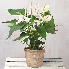 Cây Hồng Môn trắng - cây phong thủy để bàn