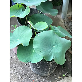 Hoa sen ngoài trời