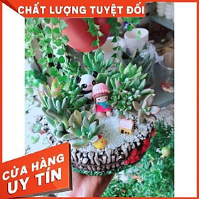 Mua Chậu sen đá mix