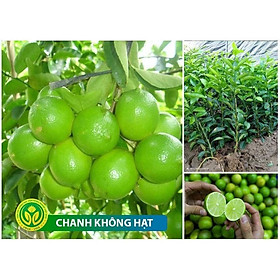 CÂY GIỐNG CHANH KHÔNG HẠT SIÊU SỚM [ CÂY GHÉP ] [ GHN EXpReSs ]