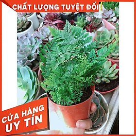 Cây Dương Sỉ Để Bàn Mini