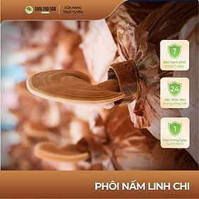 PHÔI NẤM LINH CHI - NOTANAM FOOD - TRỒNG NẤM TẠI NHÀ