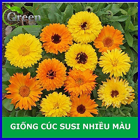 Mua Hạt Giống Hoa Cúc Susi Nhiều Màu Mix