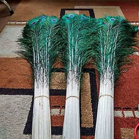 Mua Lông Công Phong Thủy Nhập Khẩu - Combo 10 Lông