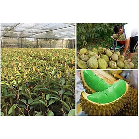 Mua - CÂY GIỐNG SẦU RIÊNG ruột xanh  cây mới lạ  quả cũng lạ nhưng ngon