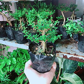 Mua Sam Hương Bonsai Mini