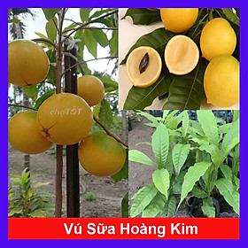 Cây vú sữa hoàng kim - Vú sữa vàng (ảnh thật)