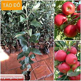 Mua GIỐNG CÂY TÁO ĐỎ M21