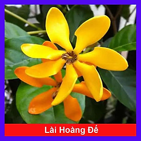 Cây Lài Hoàng Đế (Lài Hawai cho hoa lâu tàn, hương rất thơm) + tặng phân bón