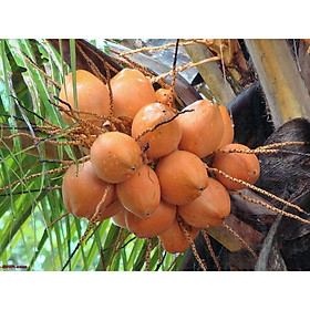 Mua cây giống dừa xiêm đỏ mã lai (Giống cây dừa malaysi)