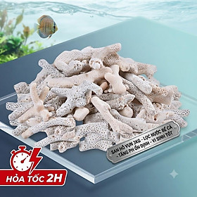 San Hô Vụn 3KG Lọc Nước Bể Cá, Tăng pH Ổn Định, Vi Sinh Tốt