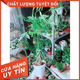 Kim Ngân 5 Thân Nhỏ Nhiều Người Mua