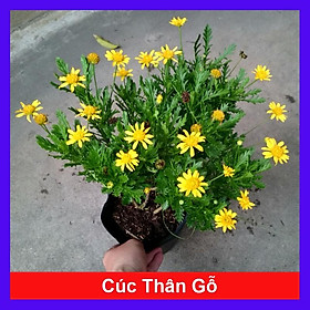 Mua Cúc thân gỗ ( cúc trường thọ ) đang cho hoa và nụ giao chậu quy cách như hình + tặng phân bón cho cây