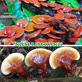 Nấm Lim Xanh Rừng Cao Cấp Đông Y Nghi Anh Giúp Thải Độc Gan Và Ổn Định Huyết Áp Túi 100gr