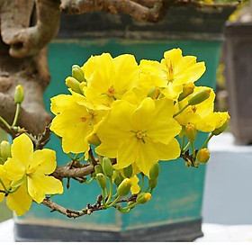 Mua 1 cây mai vàng quấn rễ (cao 50cm)