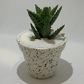 Chậu Sứ - 7x7x7 Cm - Mầu Trắng Chấm Đen – Dáng Trôn Ốc - Chậu Gốm Bát Tràng Trồng Cây Mini Để Bàn, Tiểu Cảnh Terrarium, Sen Đá & Xương Rồng