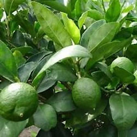 Cây giống chanh tứ quý RA QUẢ 4 MÙA