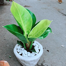 Mua Chậu Cây Trầu Bà Đế Vương