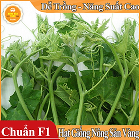 Hạt giống Bí Siêu Ngọn, Bí Lấy Ngọn ( Gói 20 Gram ) - Nông Sản Vàng