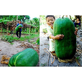 Mua 226A hạt bí đao khổng lồ