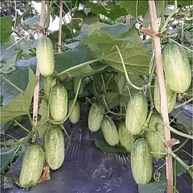 Mua Hạt giống Dưa chuột Mèo Tây Bắc VTP192