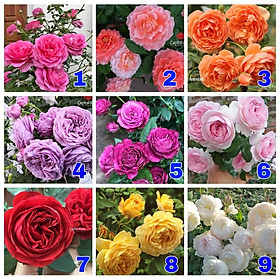Cây hoa HỒNG NGOẠI nhiều cành sắp ra nụ, ra hoa to đẹp