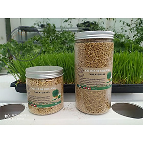 Mua Hạt giống Mầm cỏ lúa mì Organic nhập khẩu Châu Âu - 600ml