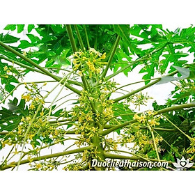 Mua COMBO 2 CÂY ĐU ĐỦ ĐỰC GIỐNG