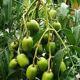 Cây CÓC THÁI LÙN SIÊU QUẢ