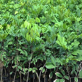 Mua Cây giống chôm chôm nhãn siêu quả