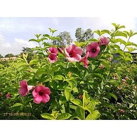 Cây hoa HUỲNH ANH  - chậu trưởng thành sắp hoa
