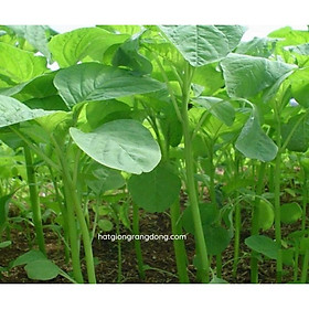 Hạt giống rau dền xanh lá tròn R a d o 17 20gr - Lá hơi tròn lớn, ăn ngon, mềm. Thời gian thu hoạch 25 – 35