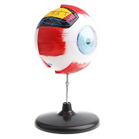 Large Sized Human Eye Ball Model Anatomical Study Kit Lab Supplies