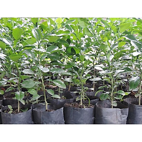 CÂY GIỐNG CHANH KHÔNG HẠT DÒNG QUẢ CHÙM SIÊU NĂNG SUẤT, CAM KẾT GIỐNG CHUẨN + Tặng 01 cây dâu da đất