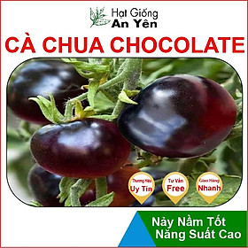 Hạt giống Cà Chua Chocolate thu hoạch sớm, dễ trồng, nảy mầm cao, sinh trưởng khoẻ
