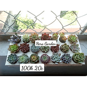 Mua Combo 20 cây SEN ĐÁ MINI | Hera Garden