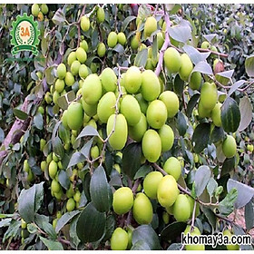 CÂY GIỐNG TÁO ĐẠI DÒNG QUẢ SỚM