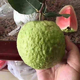 Mua Cây giống ổi ruby thái lan  ổi giống ruby thái lan f1  quả không hạt ruột đỏ