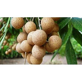 CÂY GIỐNG NHÃN LỒNG MUỘN SIÊU NGON SIÊU QUẢ- CAM KÊT GIỐNG CHUẨN F1